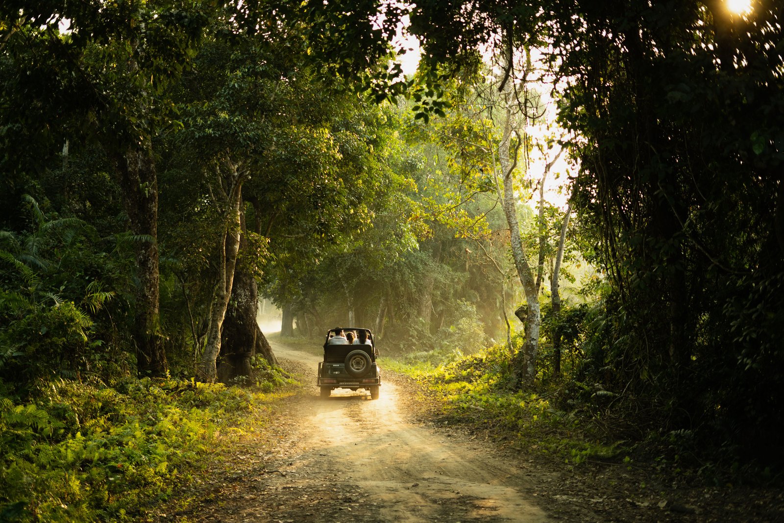Open jeep jungle safari around Amba