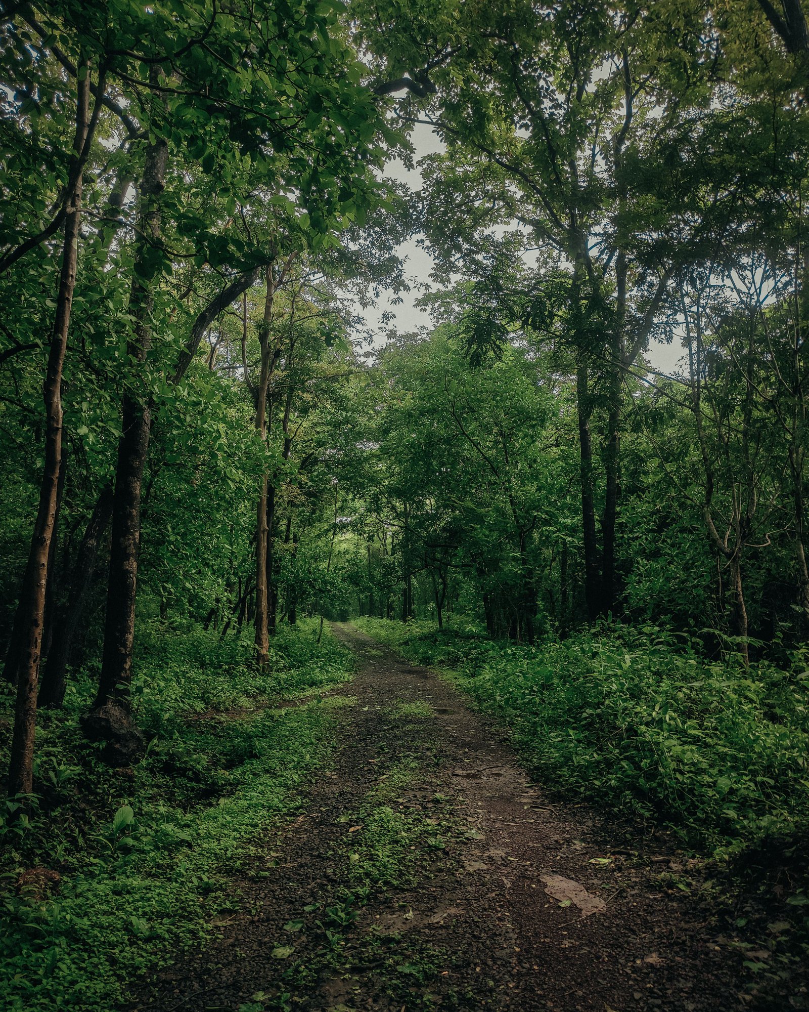 Nature walks in the Sahyadri forest near Amba